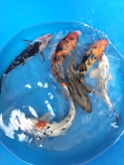 Carpa koi sortida 16 a 18cm