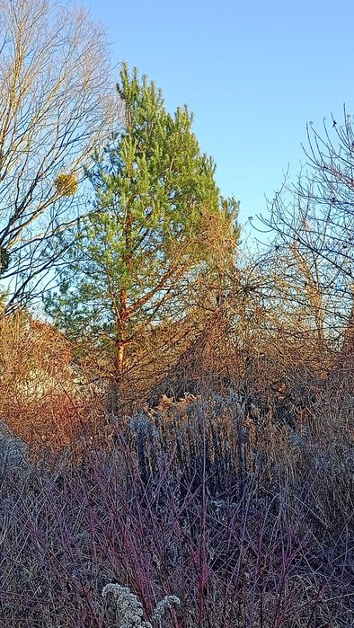 Дві ділянки за ціною однієї
