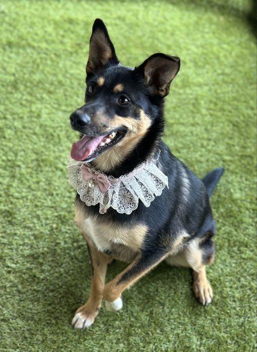 Собачка дівчинка стерилізована