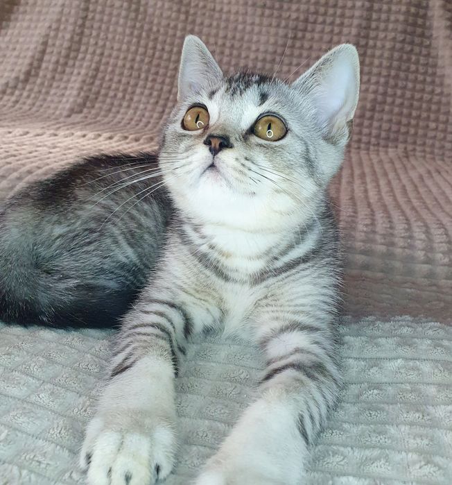 Тікірований котик вакцинований