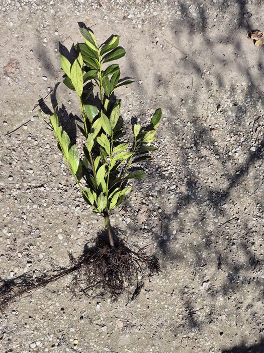 Laurowiśnia CAUCASICA 80CM 12ZŁ