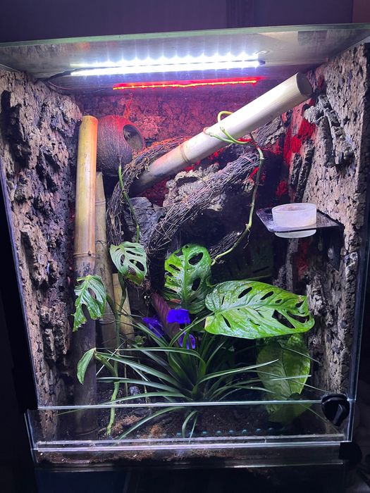 Terrarium tropikalne + gekon orzęsiony