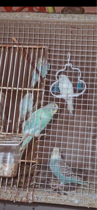 Vendo 2 casais de piriquitos