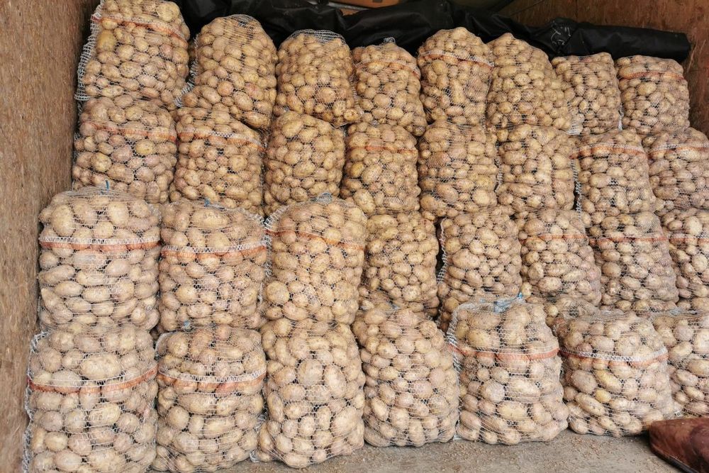 Ziemniaki Quen anna, ignacy, vineta. Irys, ricardia