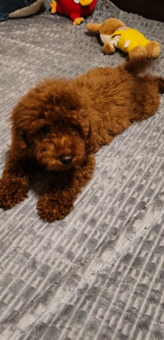 Хлопчик пудель Ред Браун