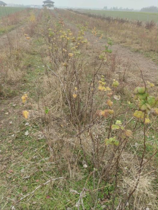 Maliny letnie sadzonki