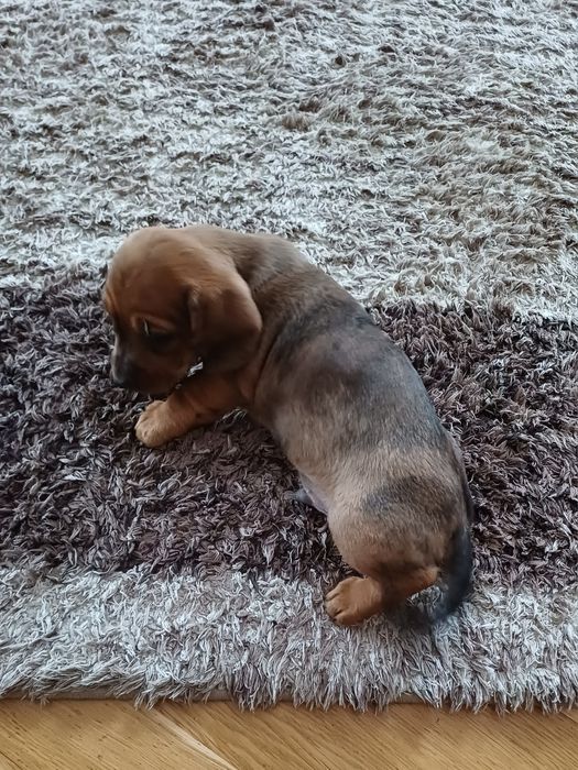 Piesek jamnik miniaturowy krótkowłosy