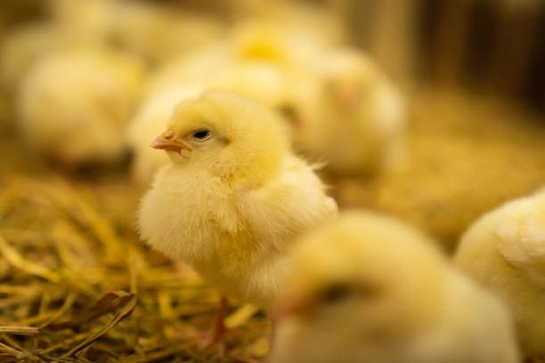 Несушка Ломан Браун Сенді ДОБОВА Курчата Циплята Півники Півні Петушки