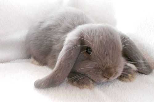 KIT Coelhos anões mini loop, orelhudos adoráveis e super inteligentes