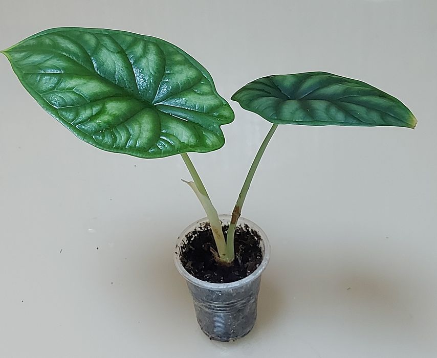 Алоказія  шкура дракона, поллі