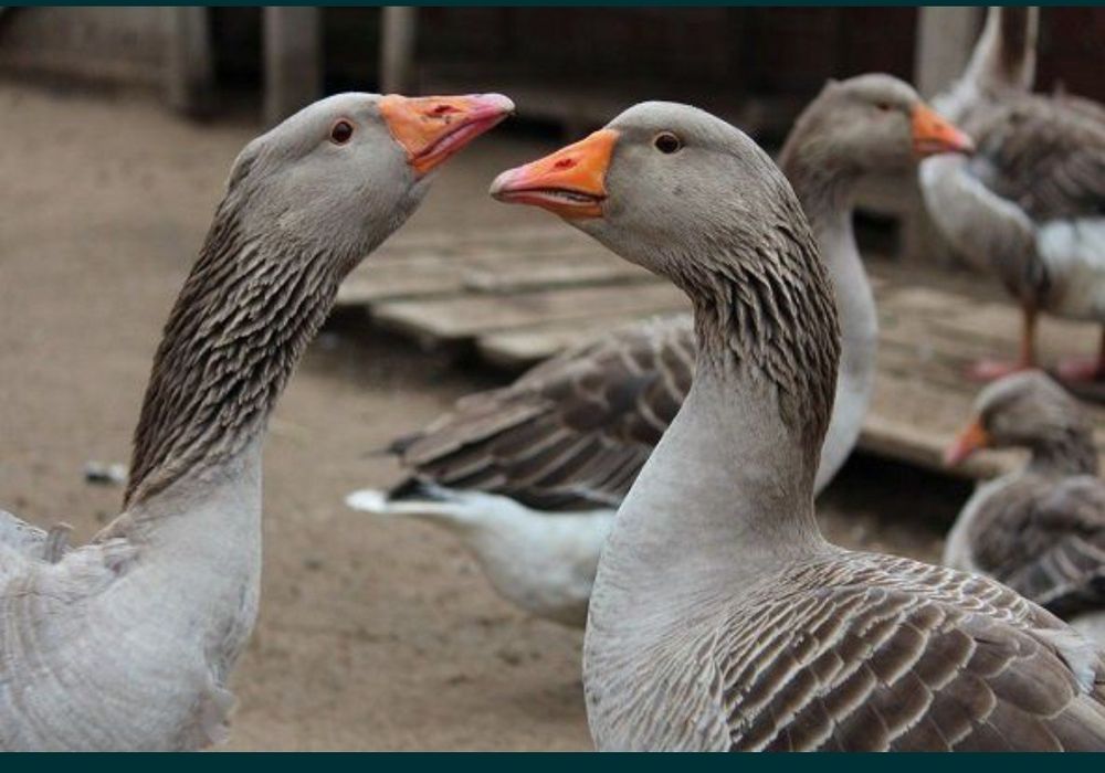 Ціна за кролять Велика Біла гуся