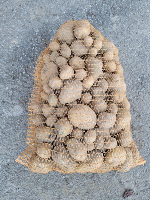 Ziemniaki paszowe, jadalne 30-45 wielkość sadzeniak