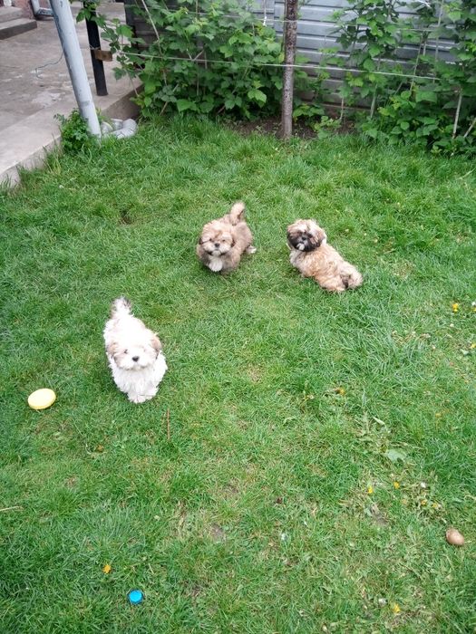 Цуценята породи Ши-тцу