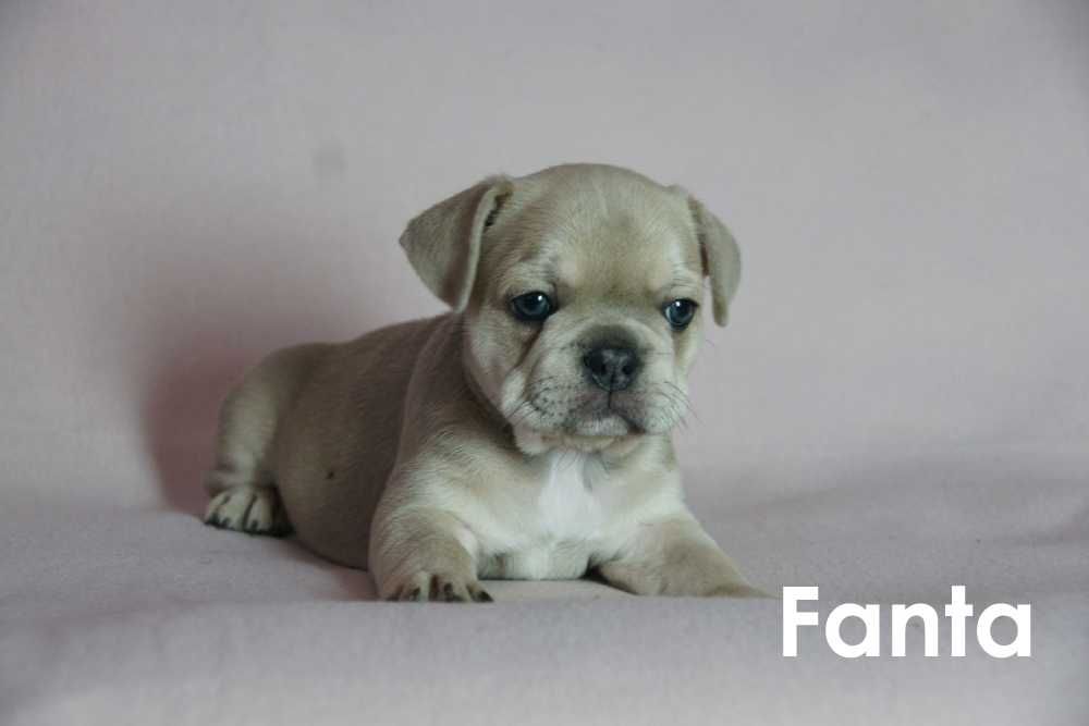 Do sprzedania buldog francuski Suczka