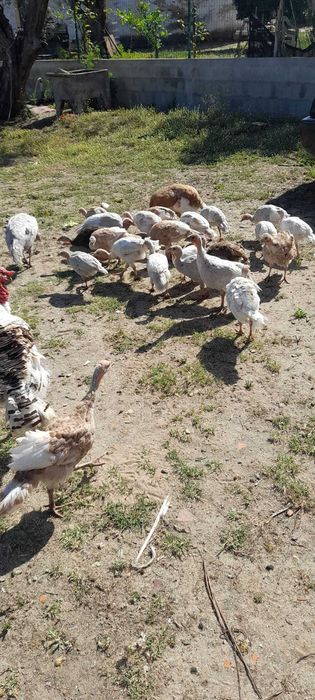 Gansos toulouse para venda