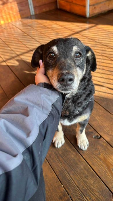 Marty senior do adopcji Kalisz Poznan Wroclaw Lodz