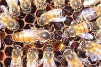 Продам бджолопакети