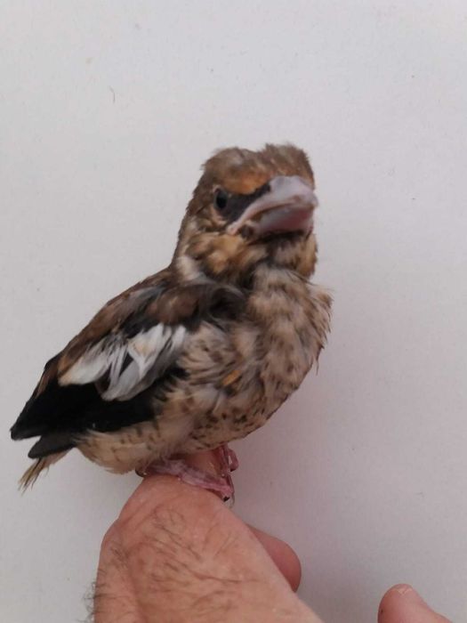 Bicos Grossudos  anilhados 2024/2025 (Outras aves)