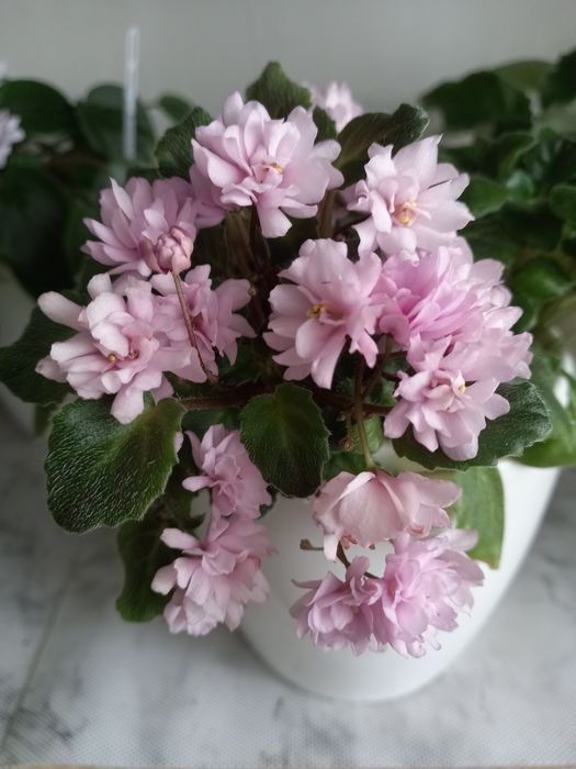 Фиалки  трейлеры