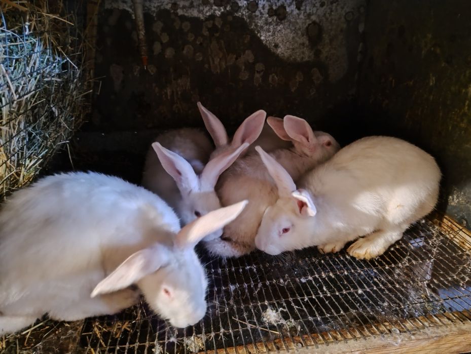 Продам кролі. Термон білий. Полтавське срібло.