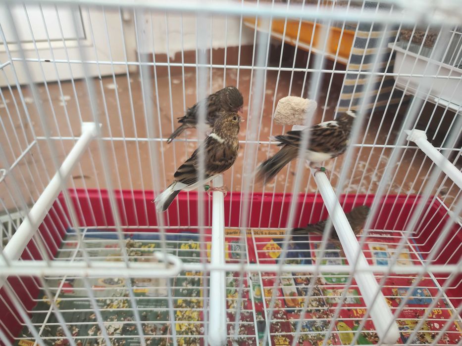 Canários para mudar de casa.