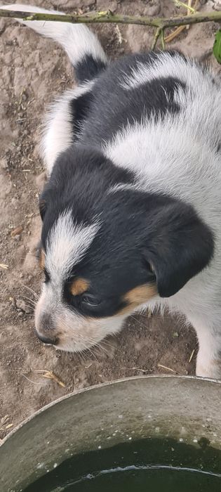 Віддамо цуценят у добрі ручки