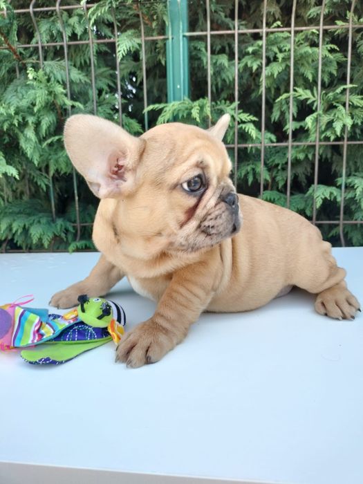 Bulldog frances top femea  exitica