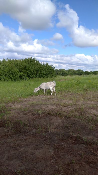 Козел Зааненський без документів. Продамо на плем'я.