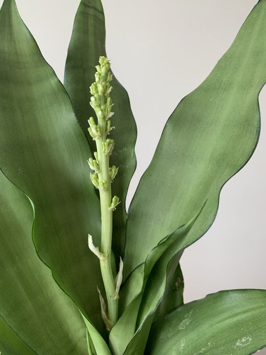 Sansevieria kwitnąca.