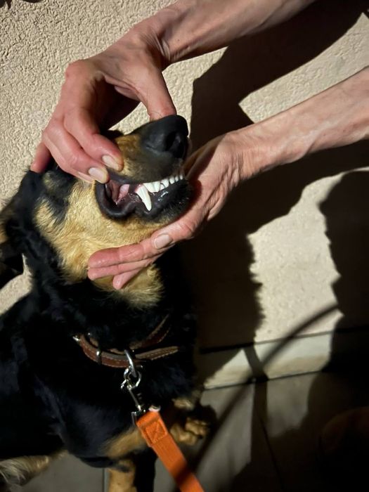 Підрощений песик - Добрим людям.