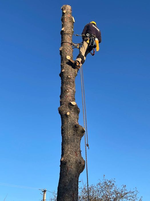 Обрізка валка дерев Зрізка аварійних  дерев будь- якої складності