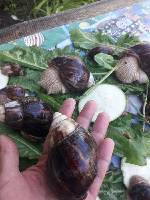Большие улитки ахатинов распродажа