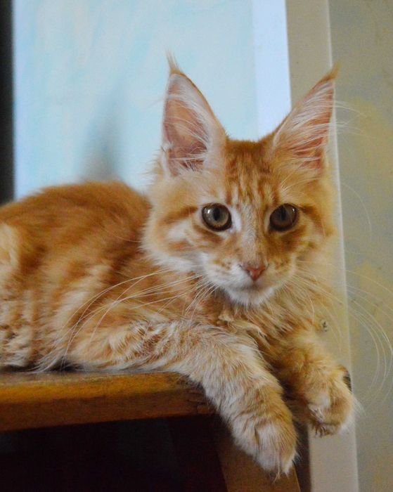 хлопчик 4.5 міс. перспективний мейн кун з розплідника