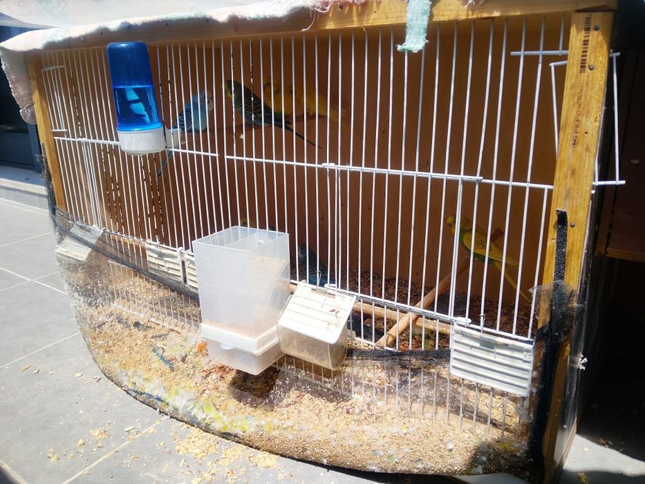 Piriquitos australianos