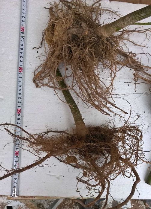 SPRZEDANE - Drzewa tlenowe Paulownia, karpy jednosezonowe z gruntu.