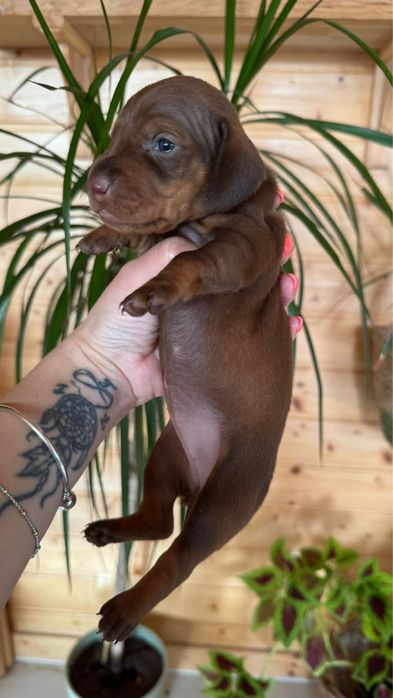 Menina Teckel  Chocolate