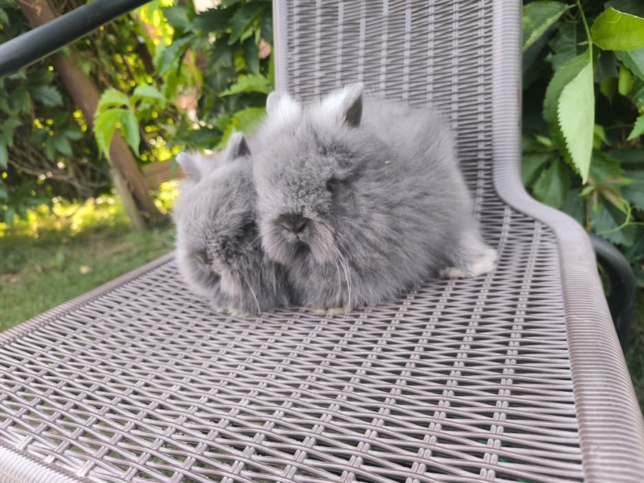 Króliki Teddy puszyste metryka
