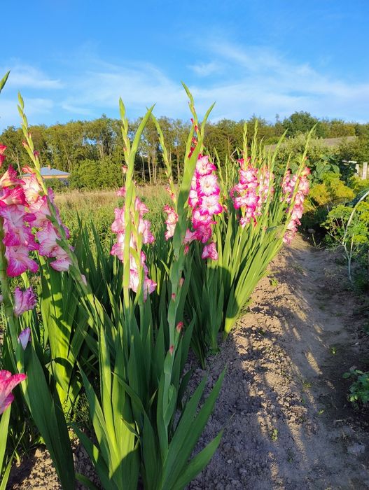 Mieczyk  cebulki rezerwacja dla pani Moniki