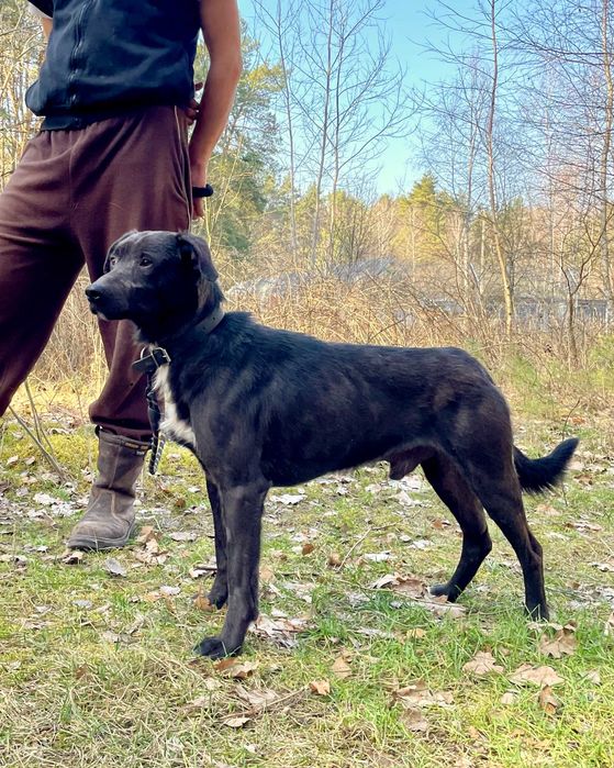 SOŁTYS - 1,5roczny psiak jeszcze nie zaznał dobra