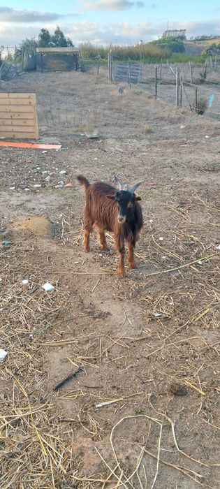 Cabras serranas e anãs