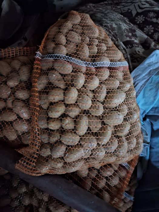 Ziemniaki kaliber 35-50