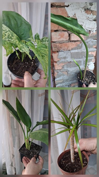 Комнатные адаптированные цветули