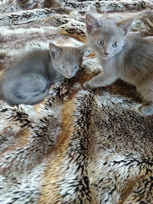 Кошенята  породи Російська блакитна