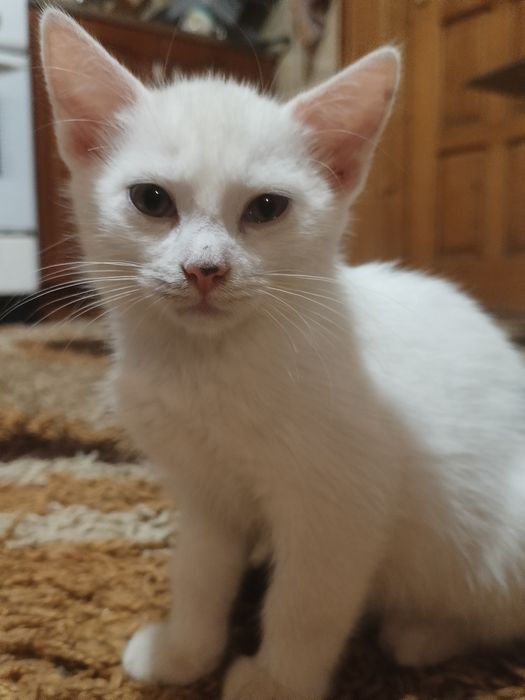 Kociak Romuś do ADOPCJI