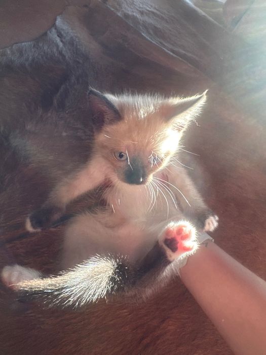 Gatinhas para adoção.