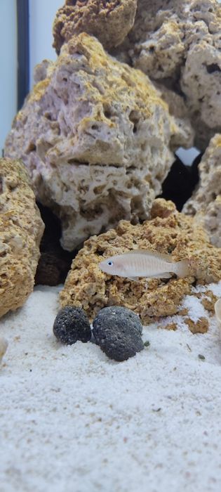 Tropheus Ikola, pyszczak tanganika