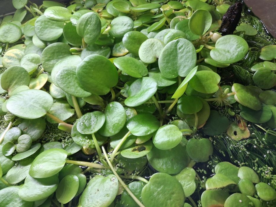 Limnobium do akwarium