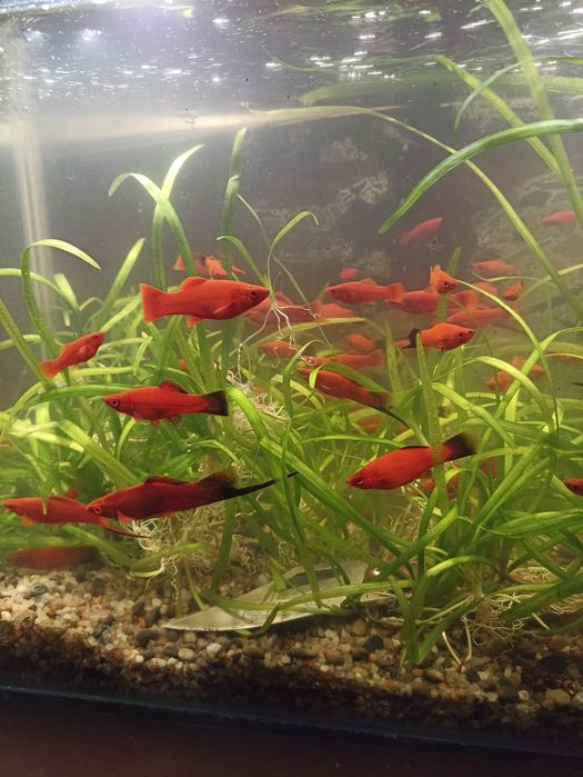 Рыбки аквариумные Меченосцы.