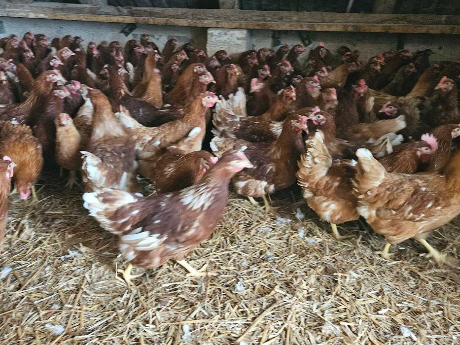 Kurki nioski Tetra brązowa z jajkiem dostawa Gratis