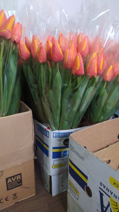 Продам луковицу тюльпана